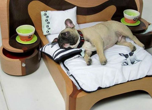 Modern home decor- amazing beds for pets