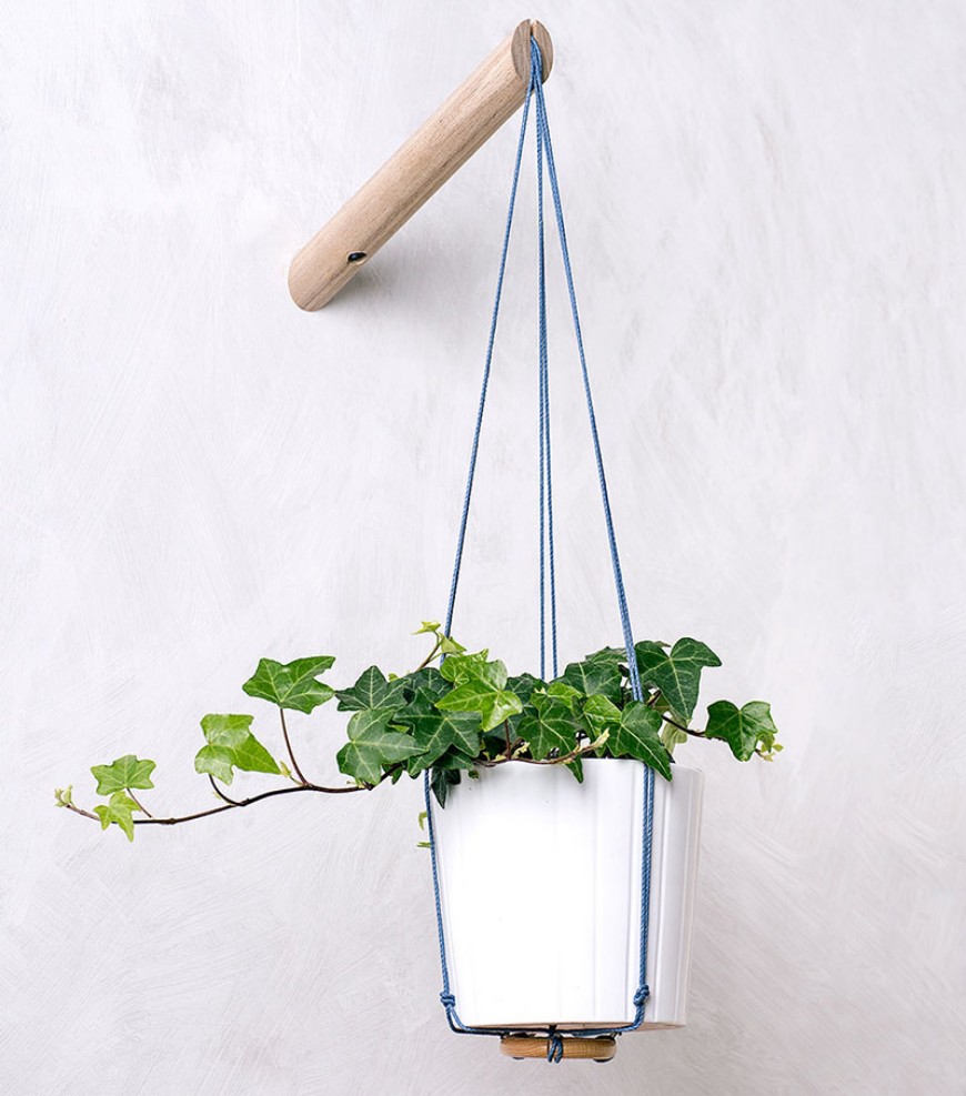 How To Include Indoor Vines In Modern Home Decor